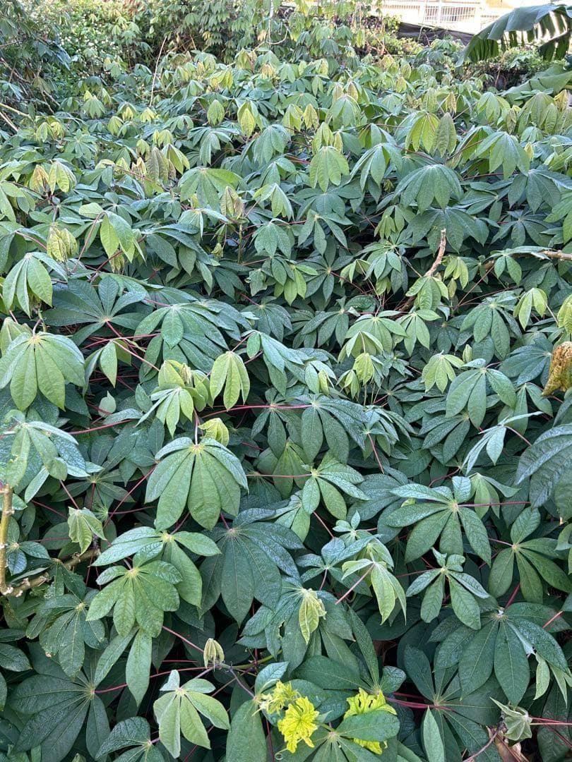 類を見ない旨味と甘味に驚愕=キャッサバ・ゴールドSS◆挿し木枝。60サイズ箱満杯