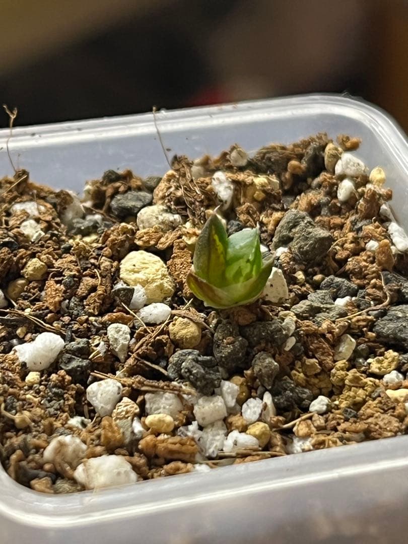 ハオルチア ナイルの一滴 葉挿し苗 - メルカリ