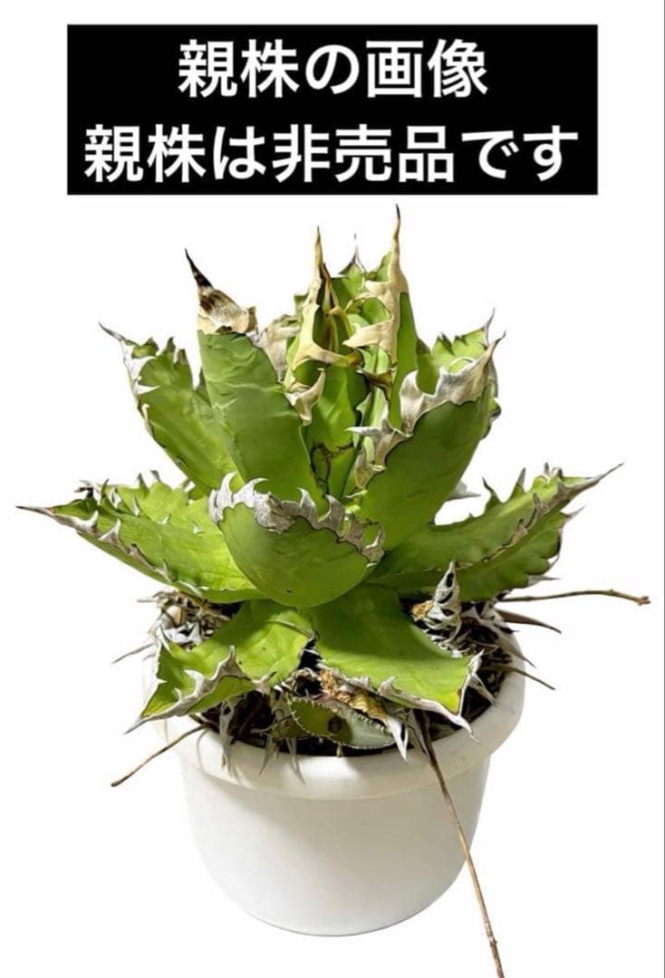 アガベ チタノタ オテロイ オアハカ fo076 子株 - メルカリ