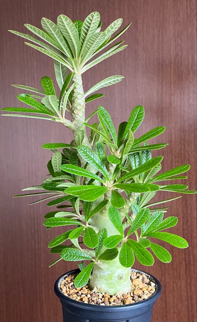 Q太郎【レア/塊根植物】ドルステニア ギガス 鉢植え A-10 園芸ネット本店｜ドルステニア：ギガス 7号鉢植え23-02 の通販【公式】