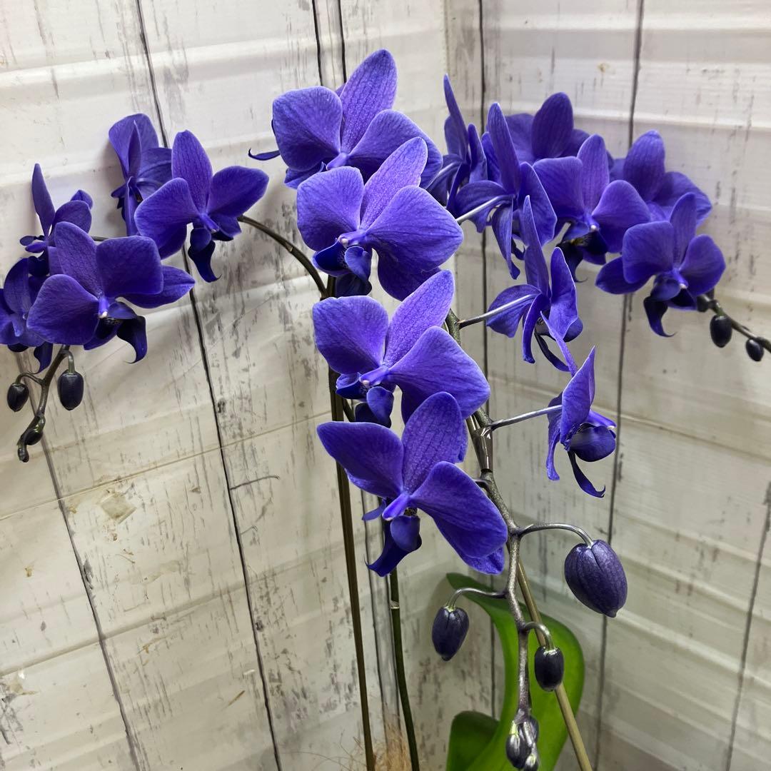 ⑤正規品　希少品種　胡蝶蘭　コチョウラン　ファレノプシス　ブルージーン　パープル ③正規品 希少品種 胡蝶蘭 コチョウラン ファレノプシス ブルージーン