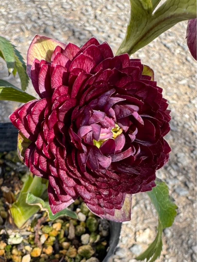 認定‼プリマヴェーラゴールド クリスマスローズ 加藤農園