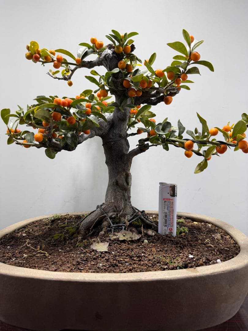 【ガチ盆栽】金豆　キンズ　激古 キンズ（金豆）｜no.003 - 石木花 オンラインストア｜小さな器に大きな