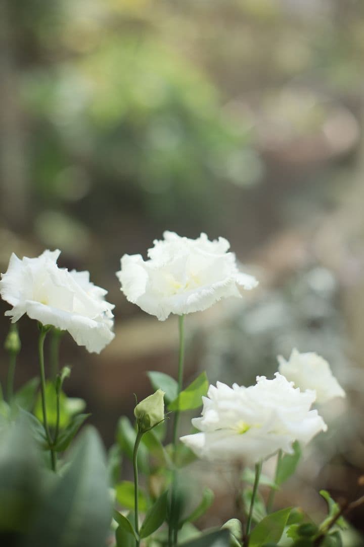 《希少》CANON FL 55mm F1.2 【光学美品】