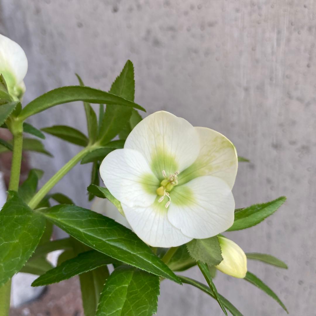 おまとめ2点　meroron＊mama様