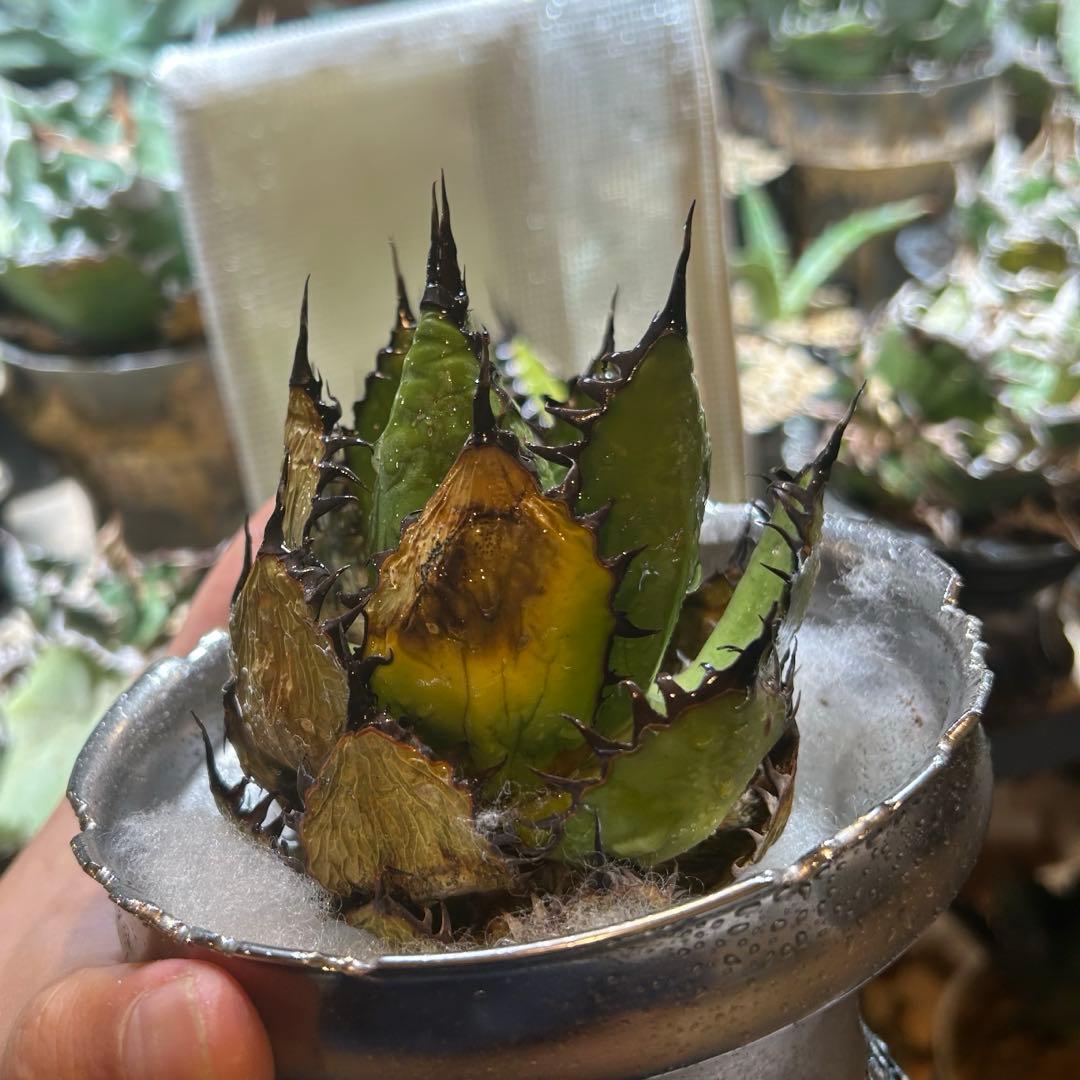 アガベ old horrida ホリダ 陽炎 ドワーフ 特選S級選抜 発根済み