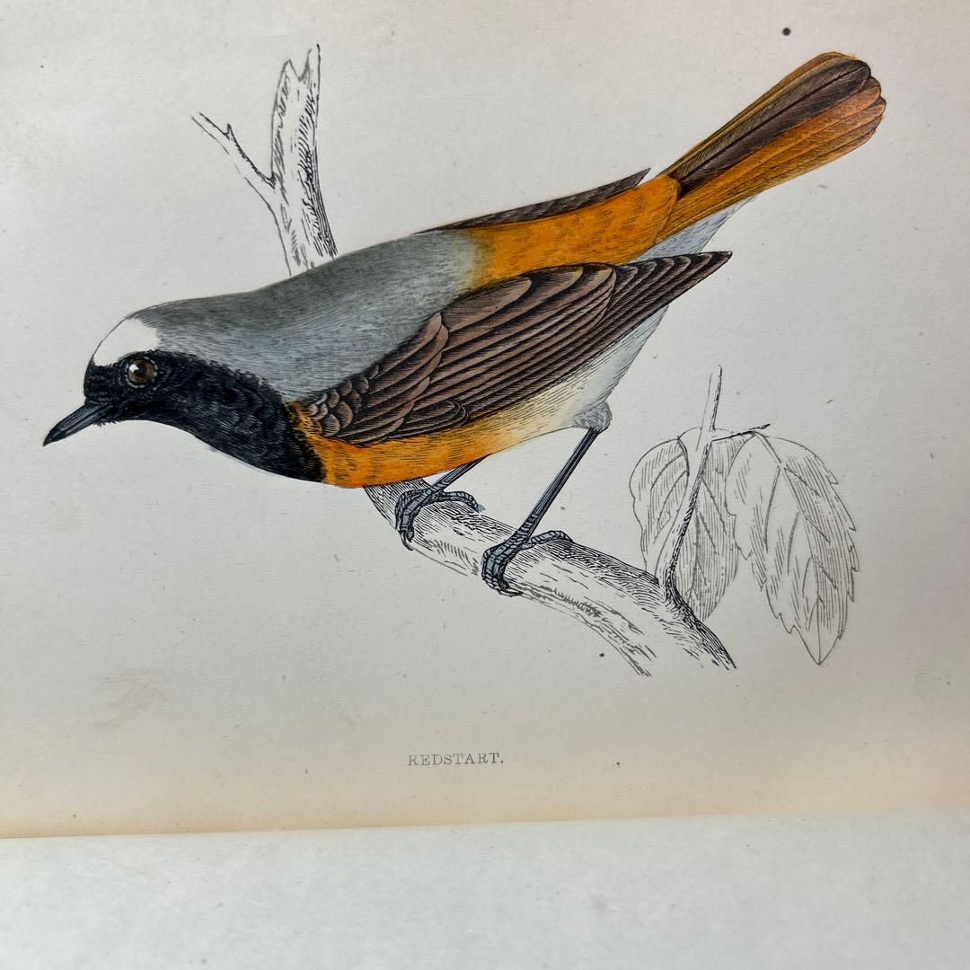 ア*リ様 ☆英国鳥類図鑑 モリス A History of British Bi - メルカリ