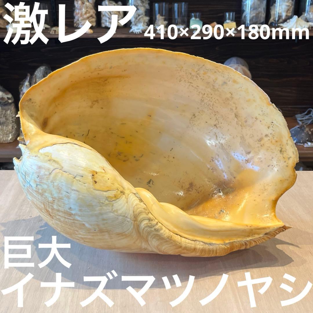 は*ん様 激レア　巨大　オーストラリア産　イナズマツノヤシ YANAGISAWA PRIMA80 PAVANE A.Sax ヤナギサワ 【 丸井錦糸町店