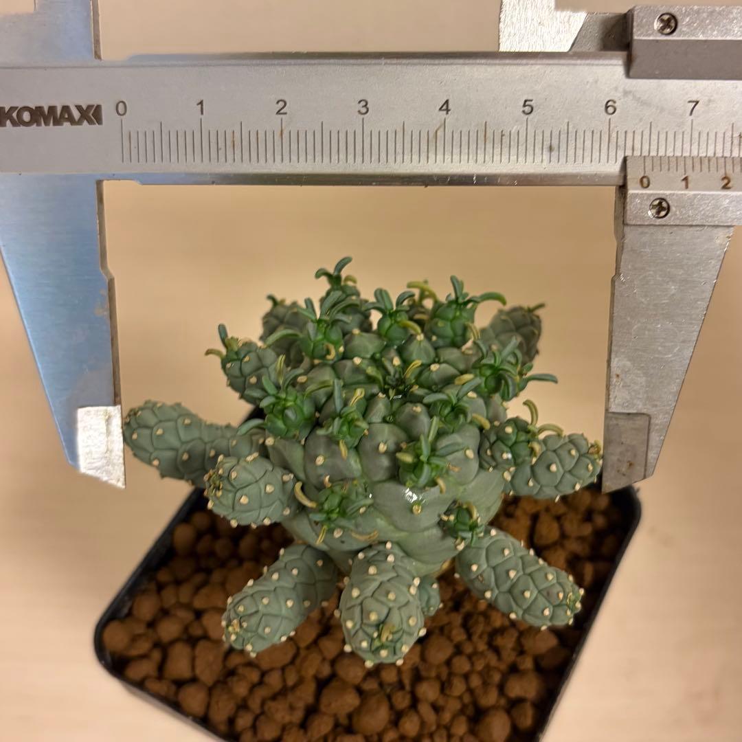 タコモノ ユーフォルビア ラミグランス 実生 - メルカリ