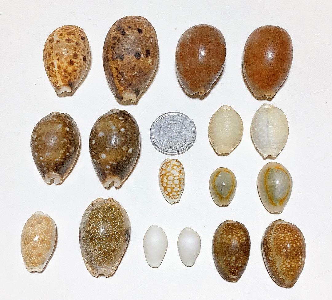 No138 天然貝殻 タカラガイ レア コレクション - メルカリ