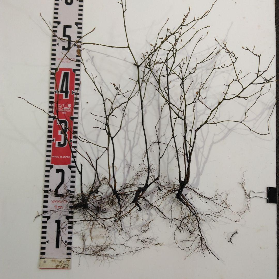 クロモジ 山採り直送 4本 - メルカリ