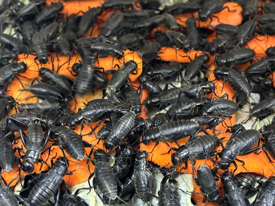 お買い得っ!!】冷凍クロコML〜L200g冷凍コオロギ - メルカリ