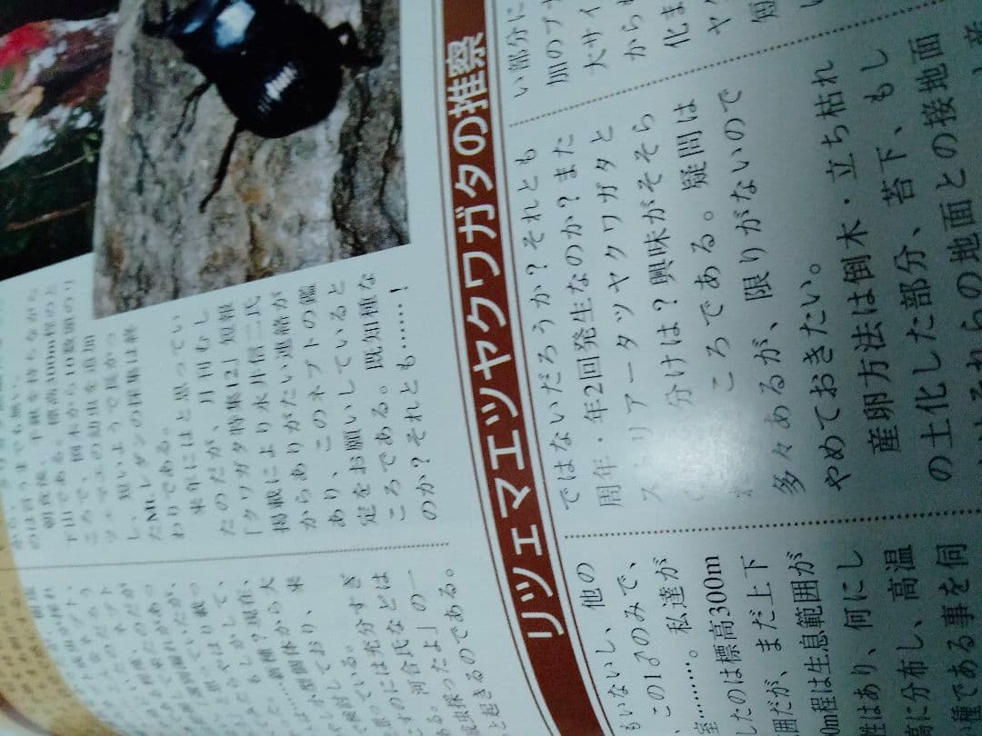 昆虫フィールド 2000 オオクワガタ ヘラクレス タガメ - メルカリ