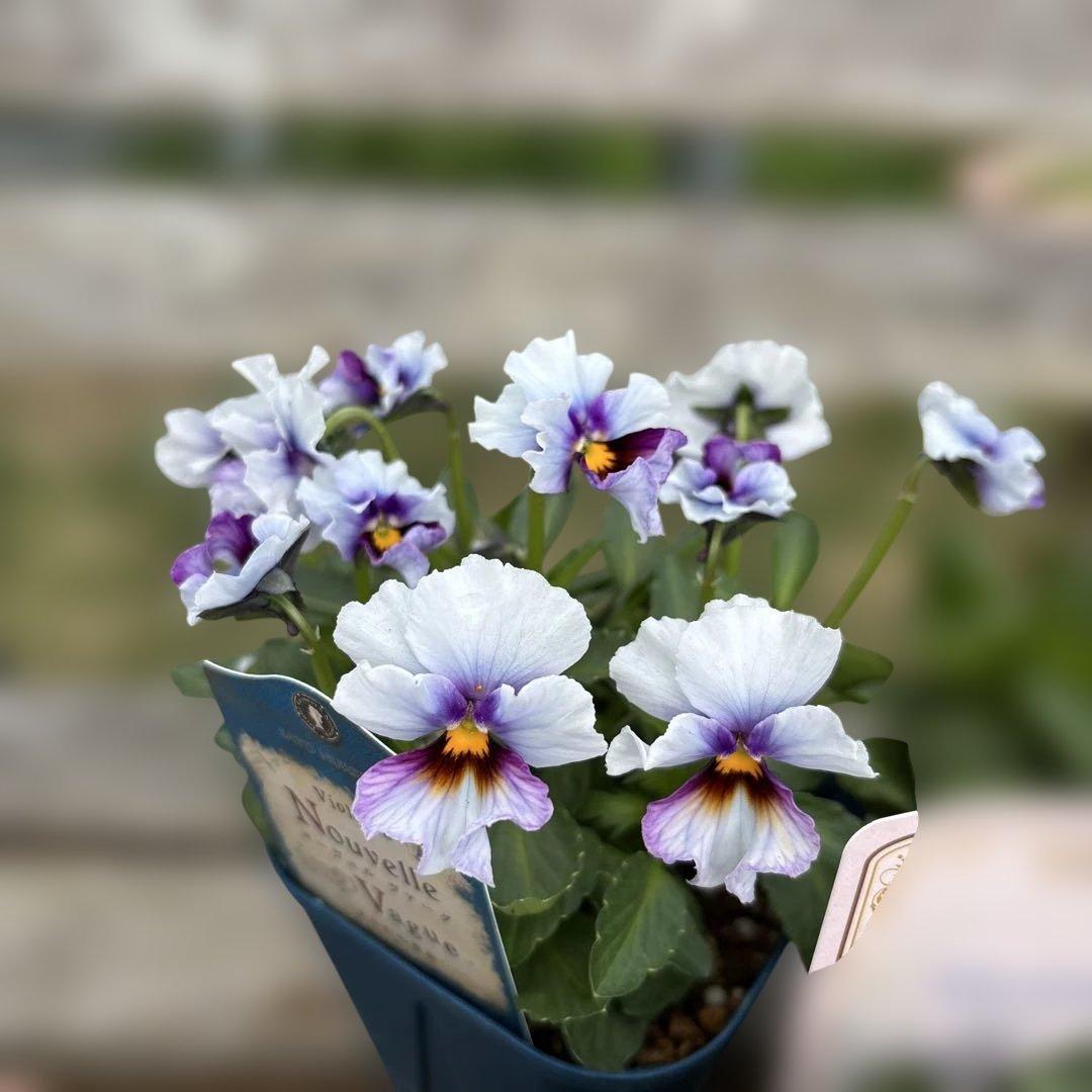 MIYABI様ご依頼品 計5苗 - メルカリ