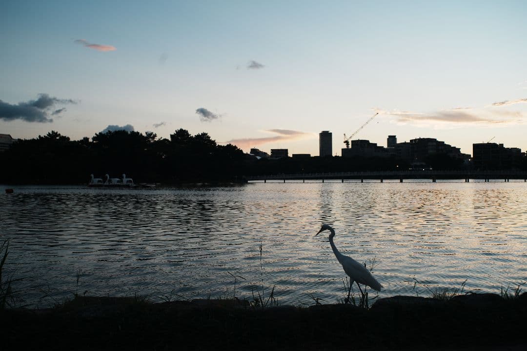 S*s様 《銘玉》Flektogon 35mm f2.8 zebra 【良品】