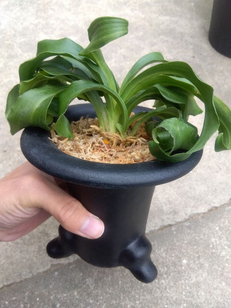 万年青 おもと 獅子 4.5号陶器鉢つき 4株群生❗ ま - メルカリ