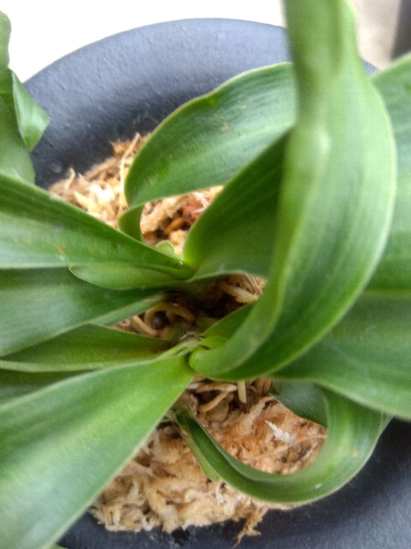 万年青 おもと 獅子 4.5号陶器鉢つき 4株群生❗ ま - メルカリ