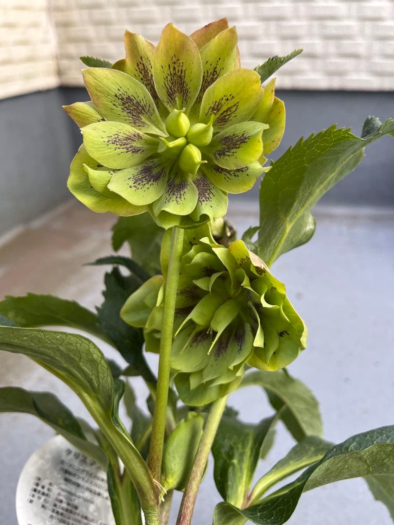 売り尽くしまとめ特価 クリスマスローズ 八重 ダブル エレン 5号 5鉢