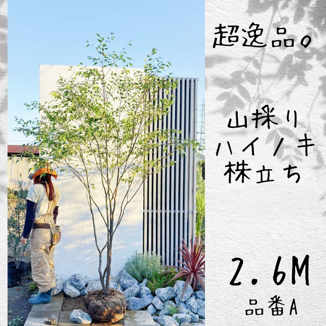 TETORA ammo アルステイク CD dvd まとめ売りの通販はau PAY