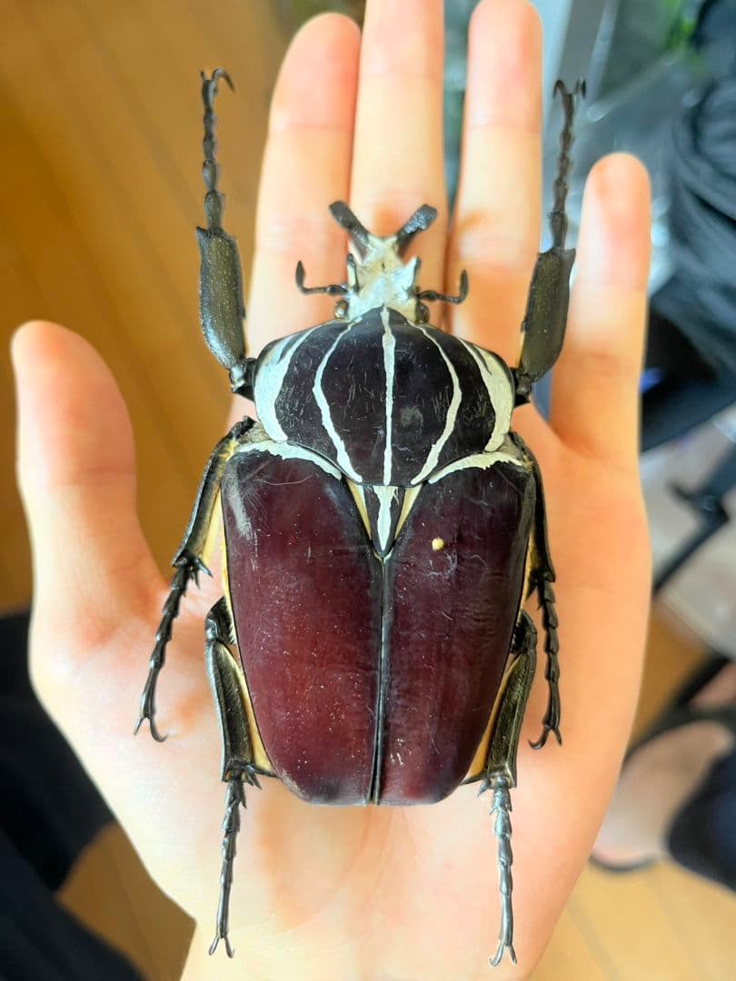 104mm】ゴライアスオオツノハナムグリWC Goliath 昆虫標本 - メルカリ