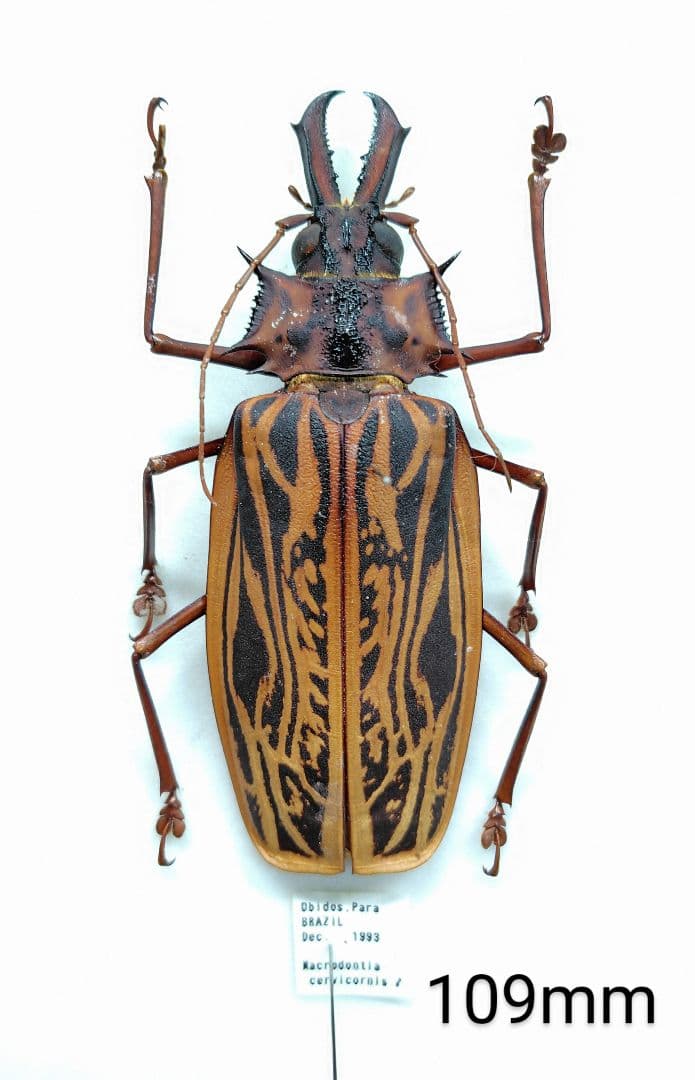 ナンベイオオキバウスバカミキリMacrodontiacervicornis標本 150mmup】オオキバウスバカミキリ標本 Macrodontia cervicornis