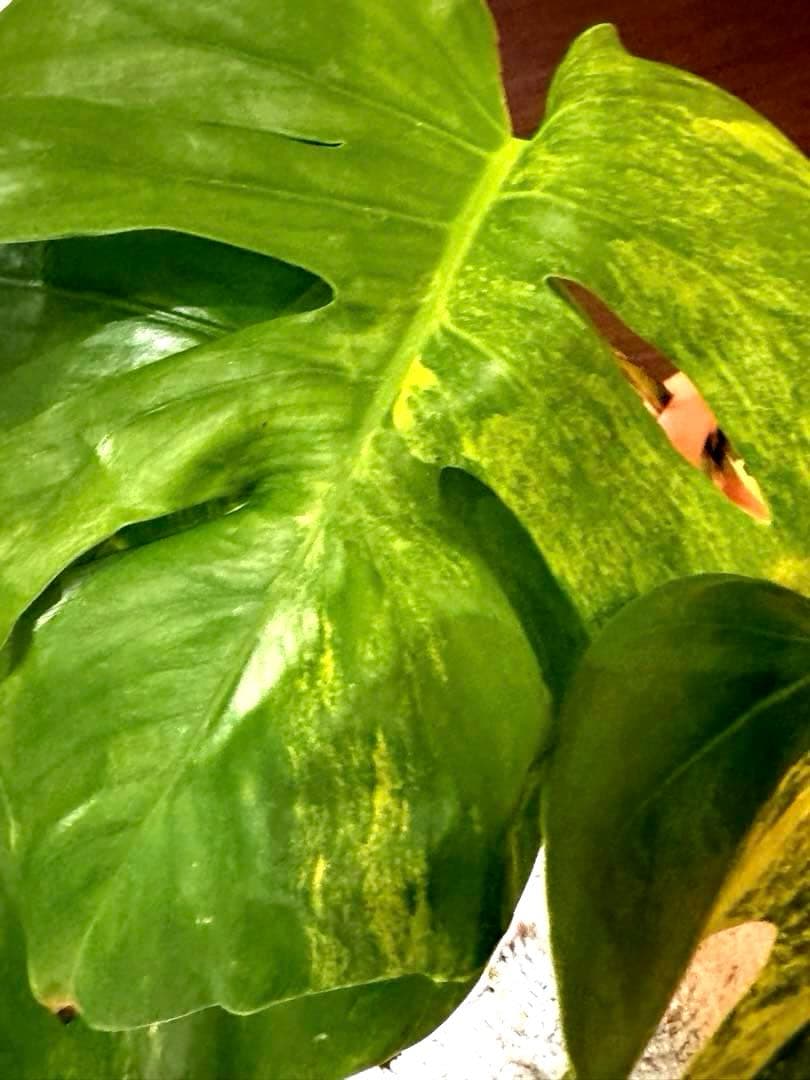 超希少】モンステラ デリシオーサ イエローマリリン 大株トップカット3