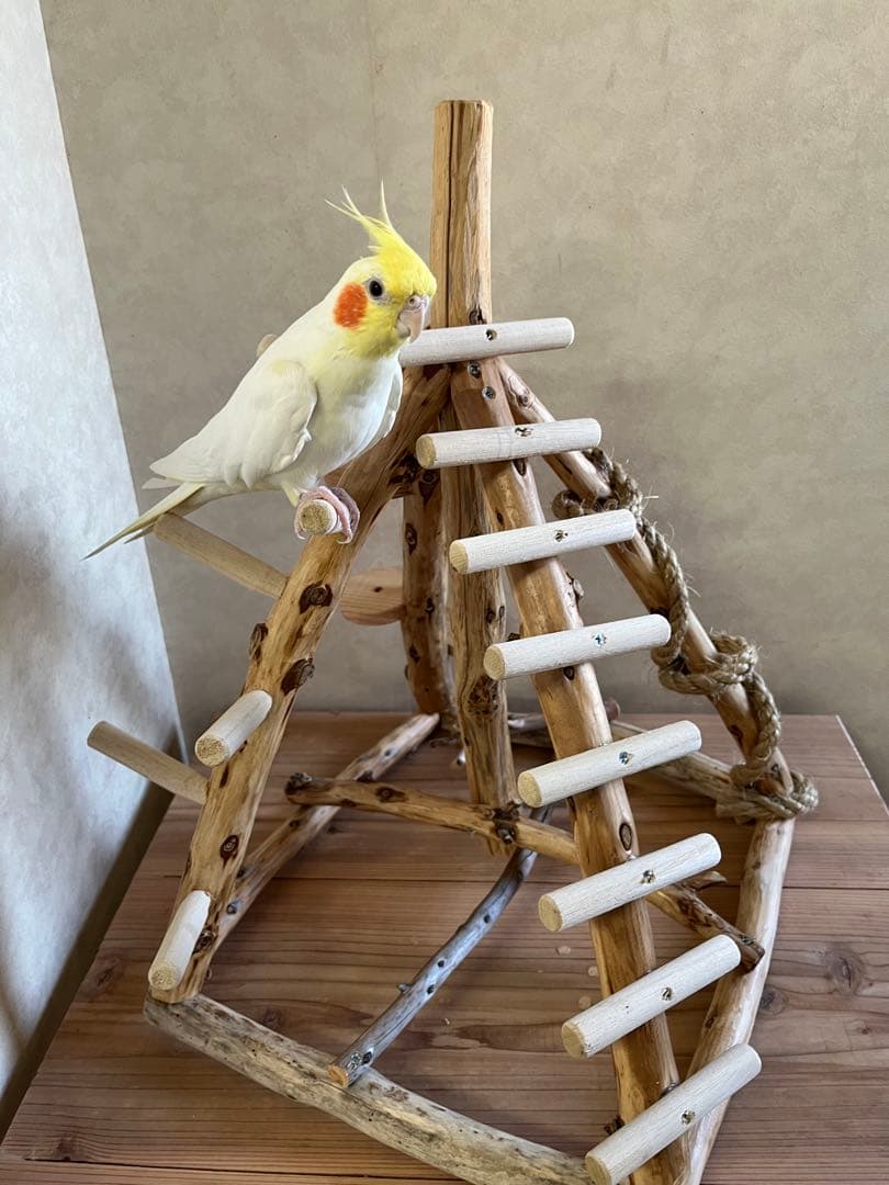 ピックさん専用ピンク鳥インコ止まり木 流木吊り下げ式バード