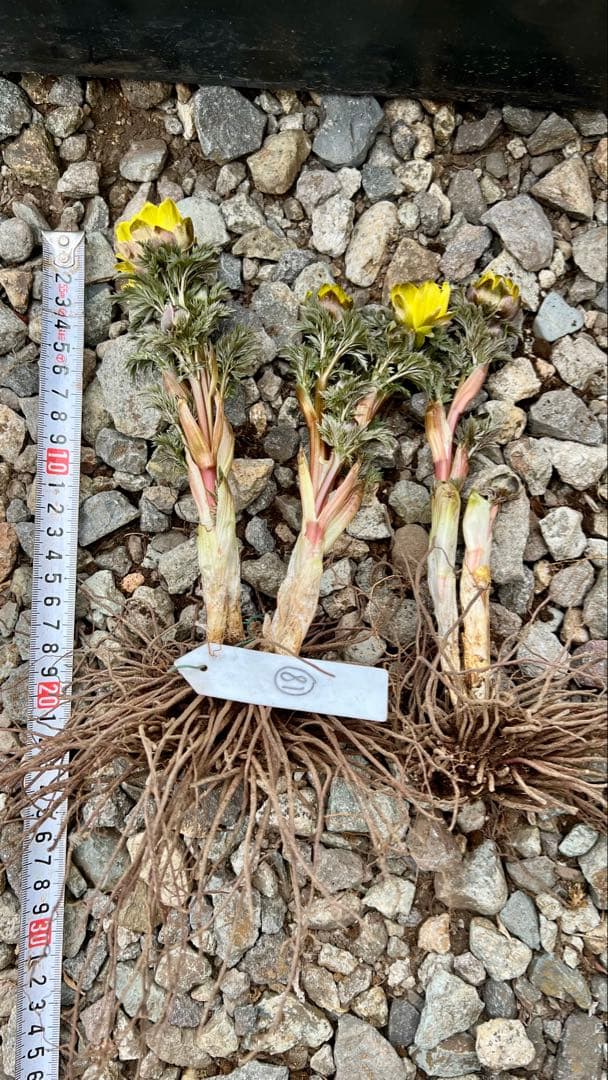 山野草 福寿草 小株2苗⑱