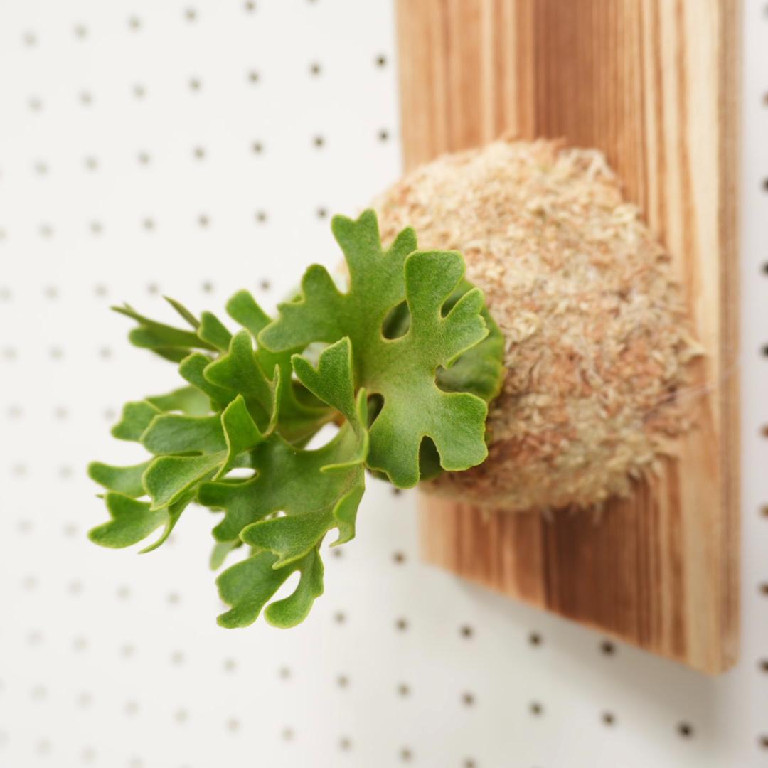 ビカクシダ リドレイ ドワーフ シルバー 小株 R-9 - メルカリ