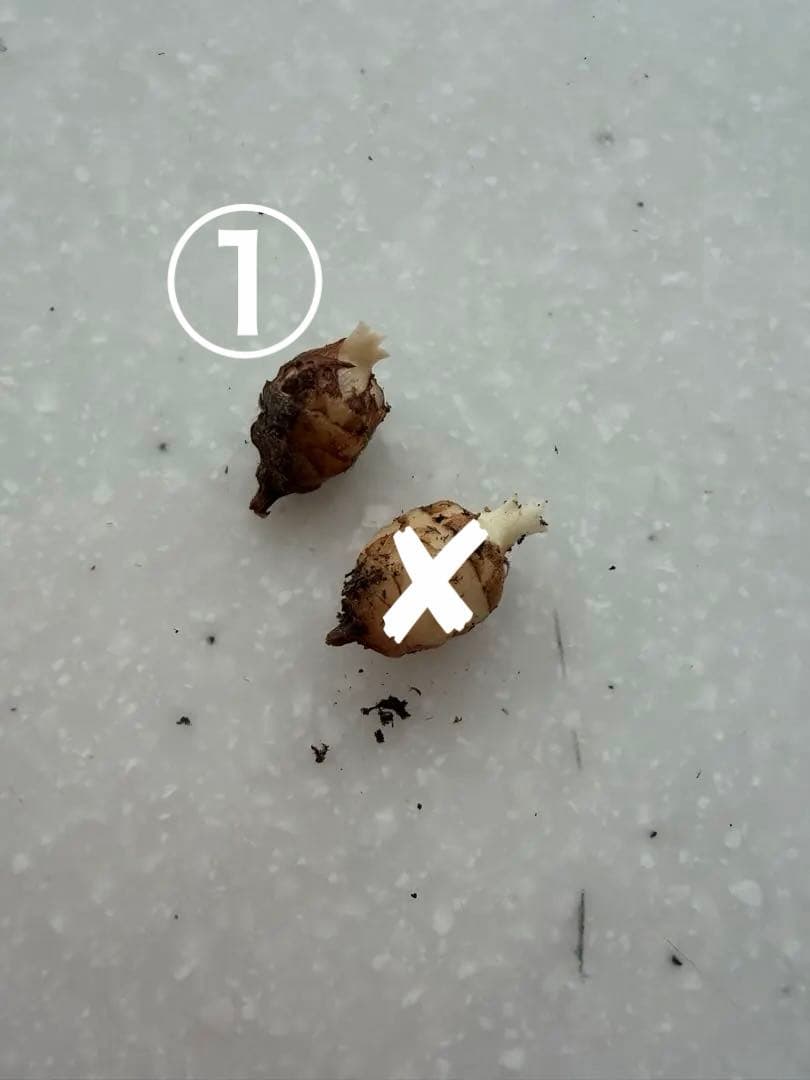 ラスト アロカシア アズラニー 斑入り 芋 ①番 - メルカリ