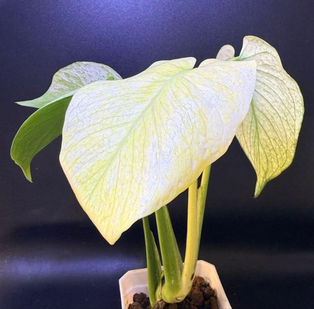 ホワイトモンスター天津蘭 モンステラ斑入り A速達付 - メルカリ