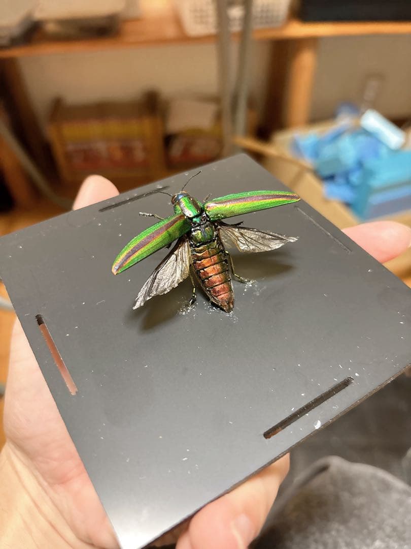 美しい昆虫標本 緑と金色 タマムシ - メルカリ