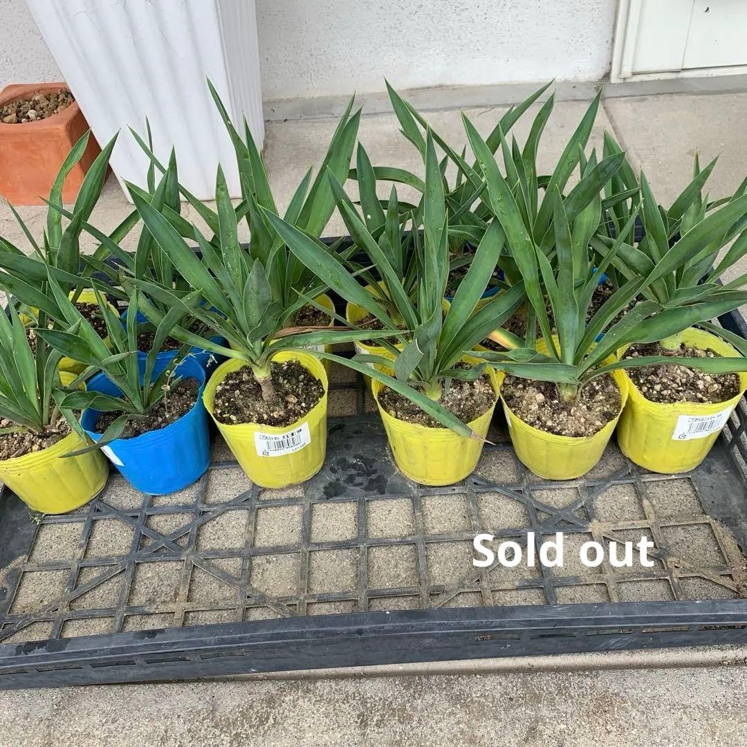 ユッカグロリオサ 抜き苗 1苗 - メルカリ