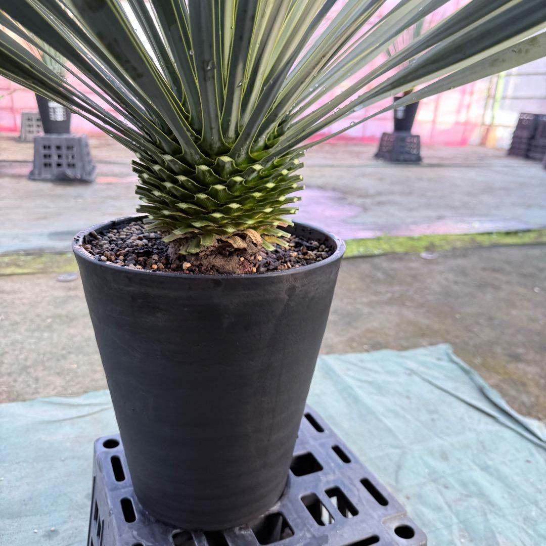 AL1173】ユッカ ロストラータ - メルカリ