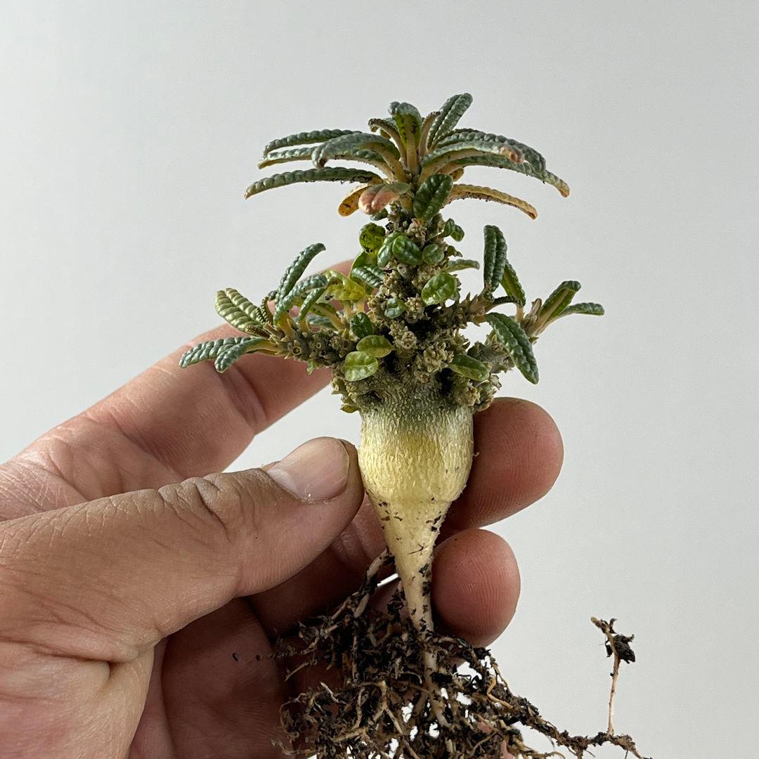 E31実生 まん丸 ドルステニア ギガス ブラータ - メルカリ