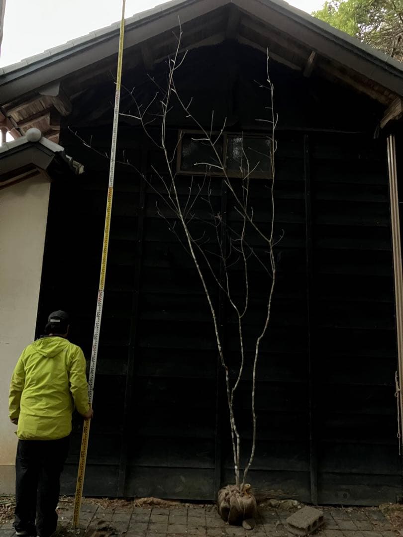 61 山採り アオダモ