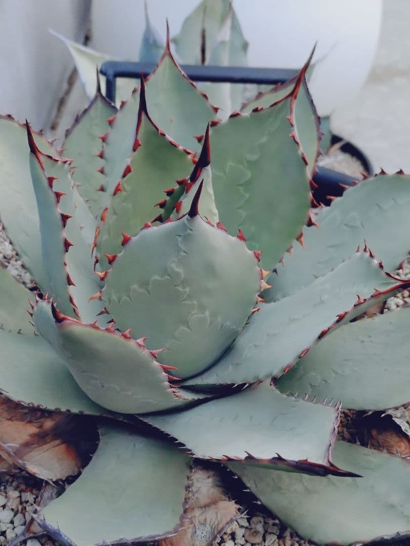 アガベ パリー ハイブリッド ホーチエンシス オバティフォリア 希少