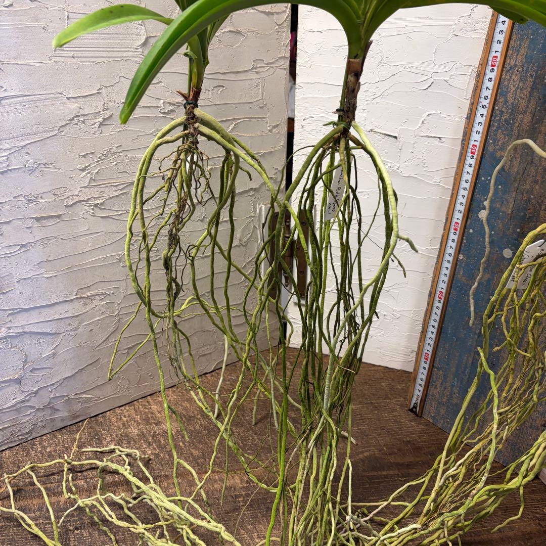 特選】 洋蘭 バンダ 4種4株 サンチャイゴールドスポット - メルカリ