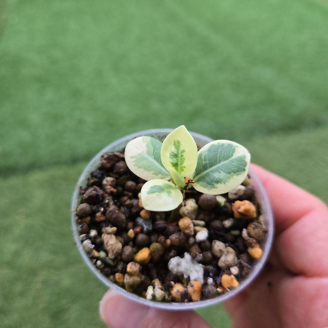 激レア フィカス パンダガジュマル 斑入り 希少 レア 観葉植物 白