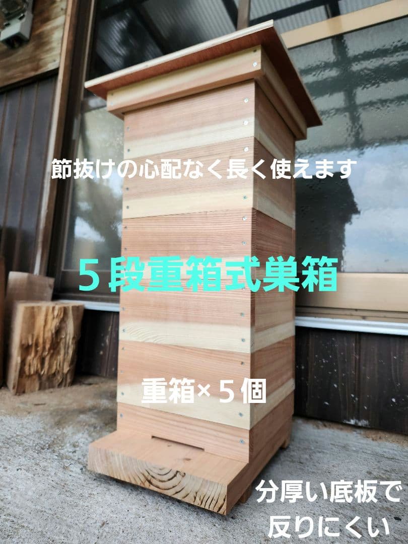 昆虫標本 レア種 大型カザリツノクワガタ 28mm