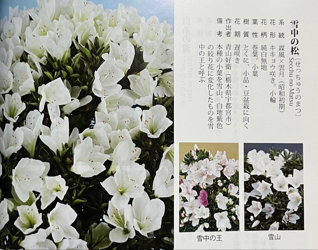 皐月(さつき)】 雪中の松(せっちゅうのまつ) 盆栽 素材