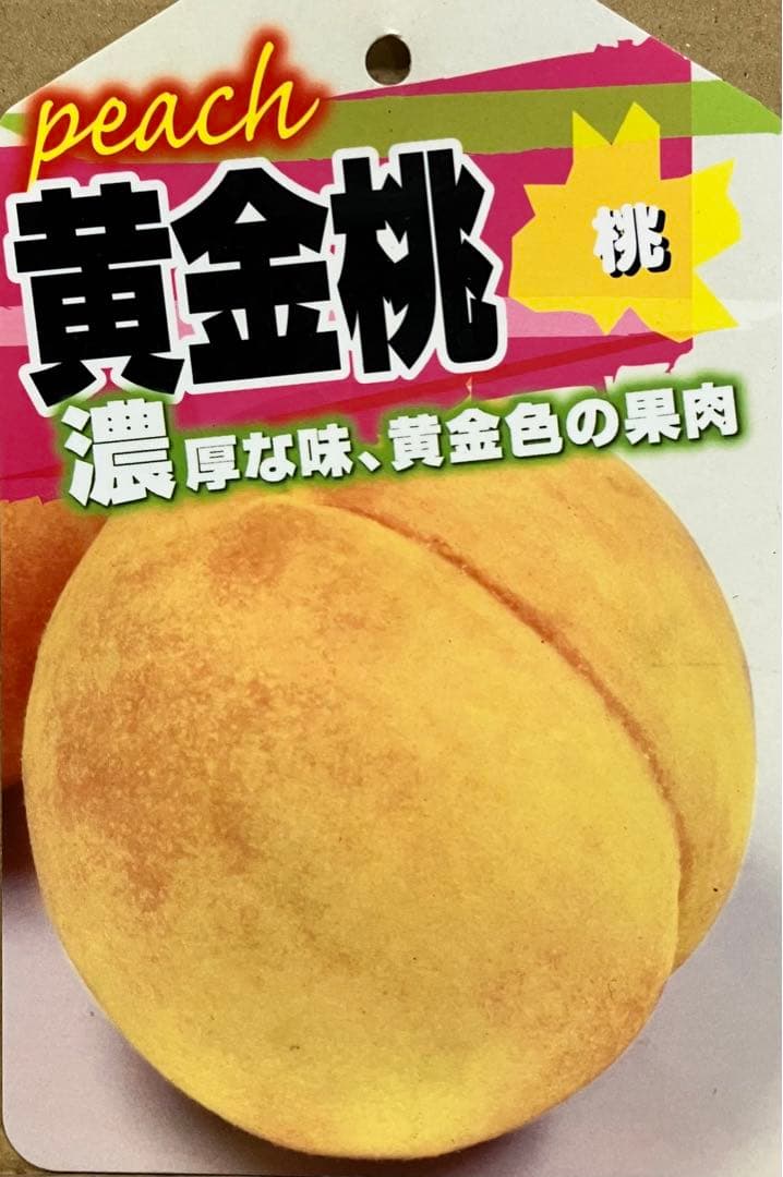 ローラダボー(フランス)挿木2年生苗