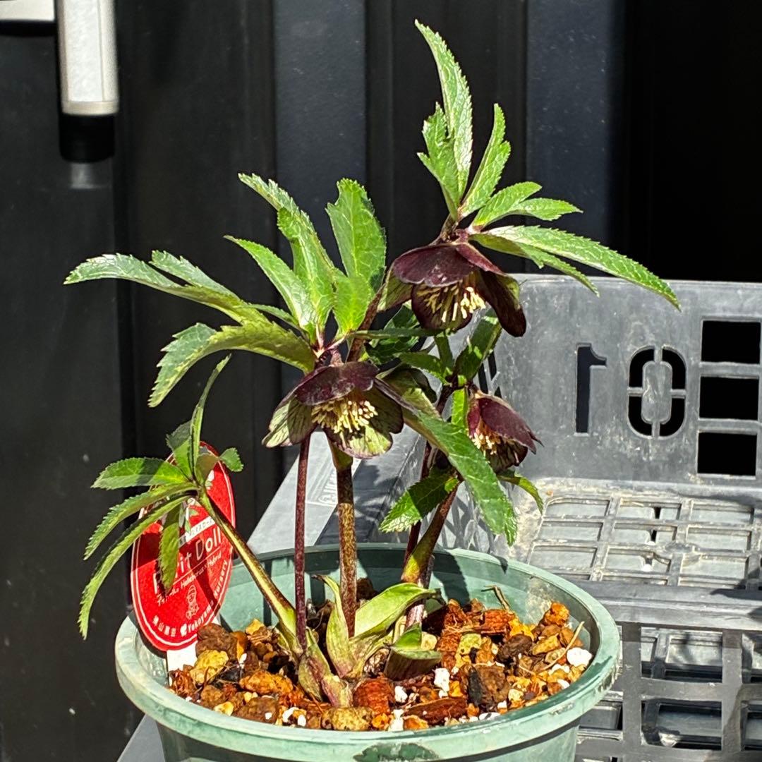 ま*ん様 3548☘️蕾花タグ付き☘️超希少☘️プチドール⭐️小輪⭐️凄ツヤ⭐️