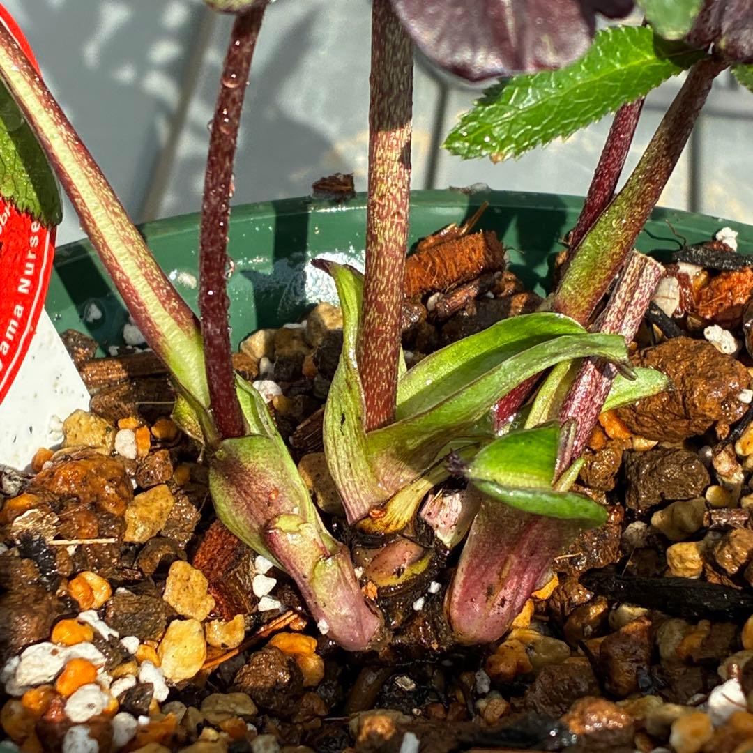 ま*ん様 3548☘️蕾花タグ付き☘️超希少☘️プチドール⭐️小輪⭐️凄ツヤ⭐️