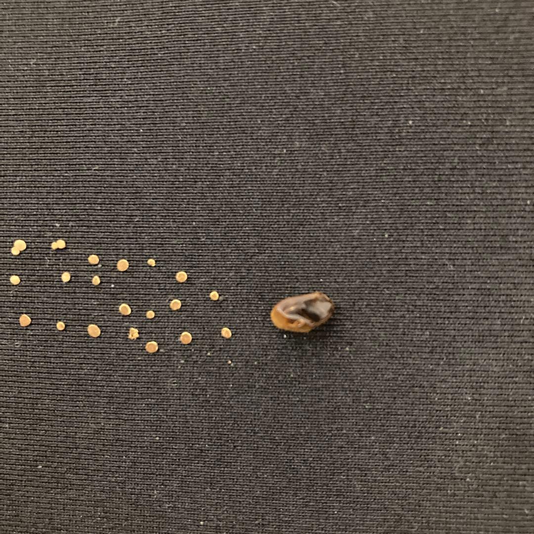 土肥金山 砂金 32粒（内3つは双子） 鉱石1粒 計33粒セット - メルカリ