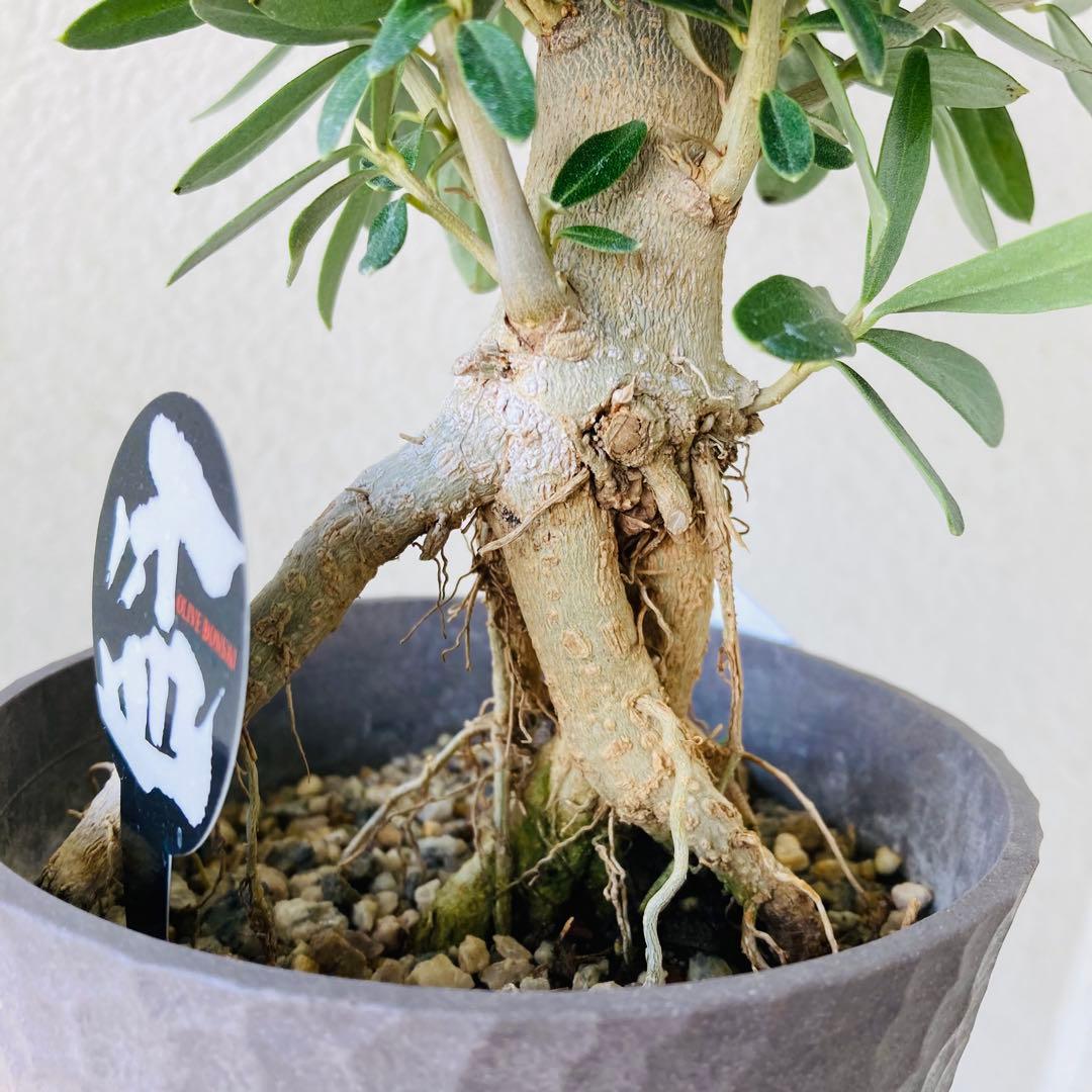 ラスト1個】① レア！souju 盆栽仕立て オリーブ シプレッシーノ 4号鉢