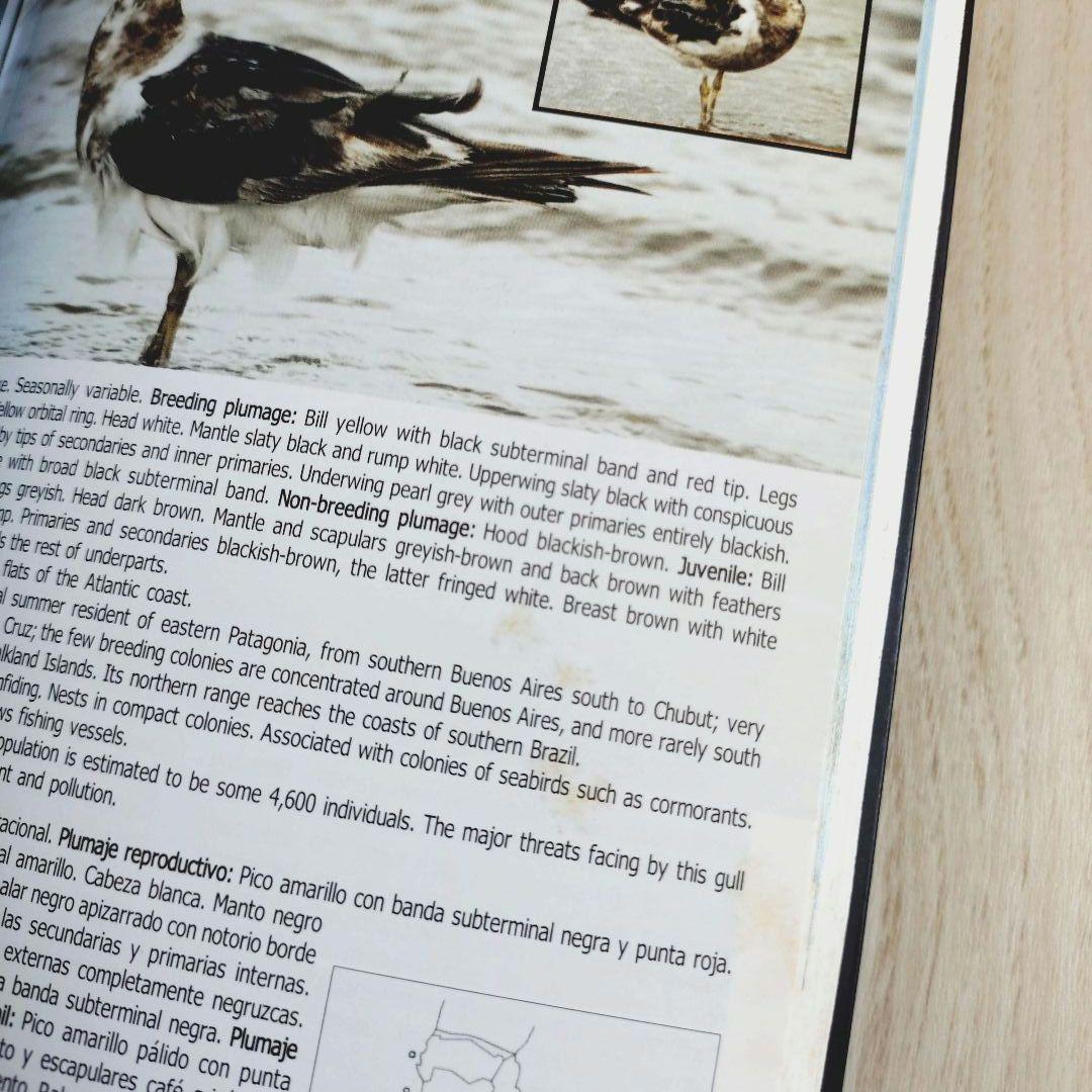 パタゴニア ティエラ・デル・フエゴ 南極半島の鳥 鳥類の写真ガイド