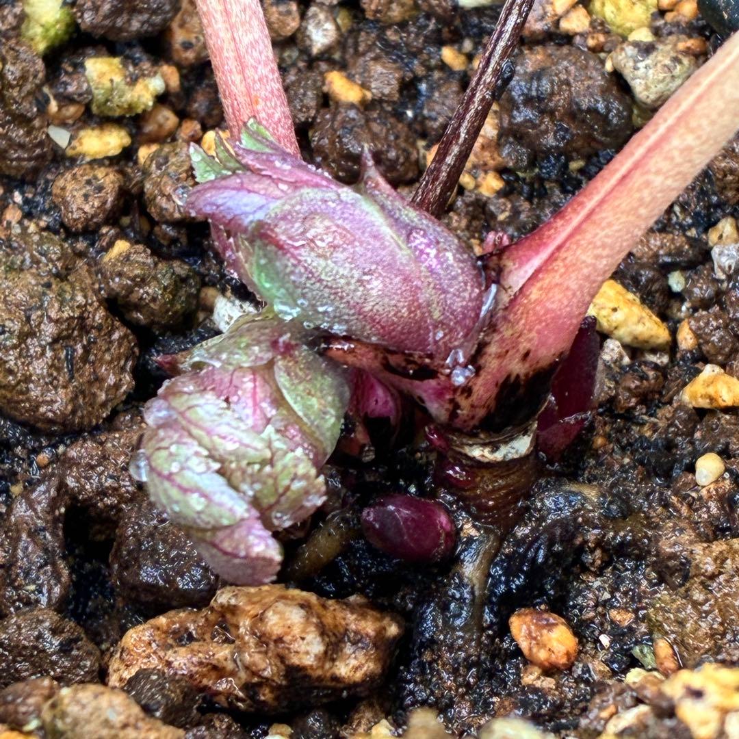 u*0様 ☘️❤️複数❤️蕾付き☘️3376⭐️ぼかし⭐️オーレア⭐️フラッシュ