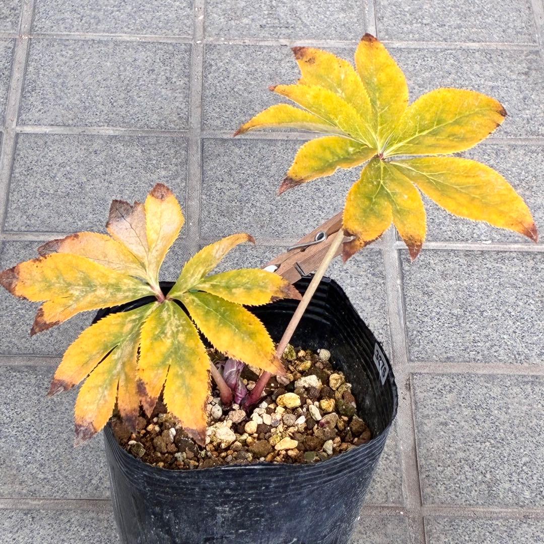 u*0様 ☘️❤️複数❤️蕾付き☘️3376⭐️ぼかし⭐️オーレア⭐️フラッシュ