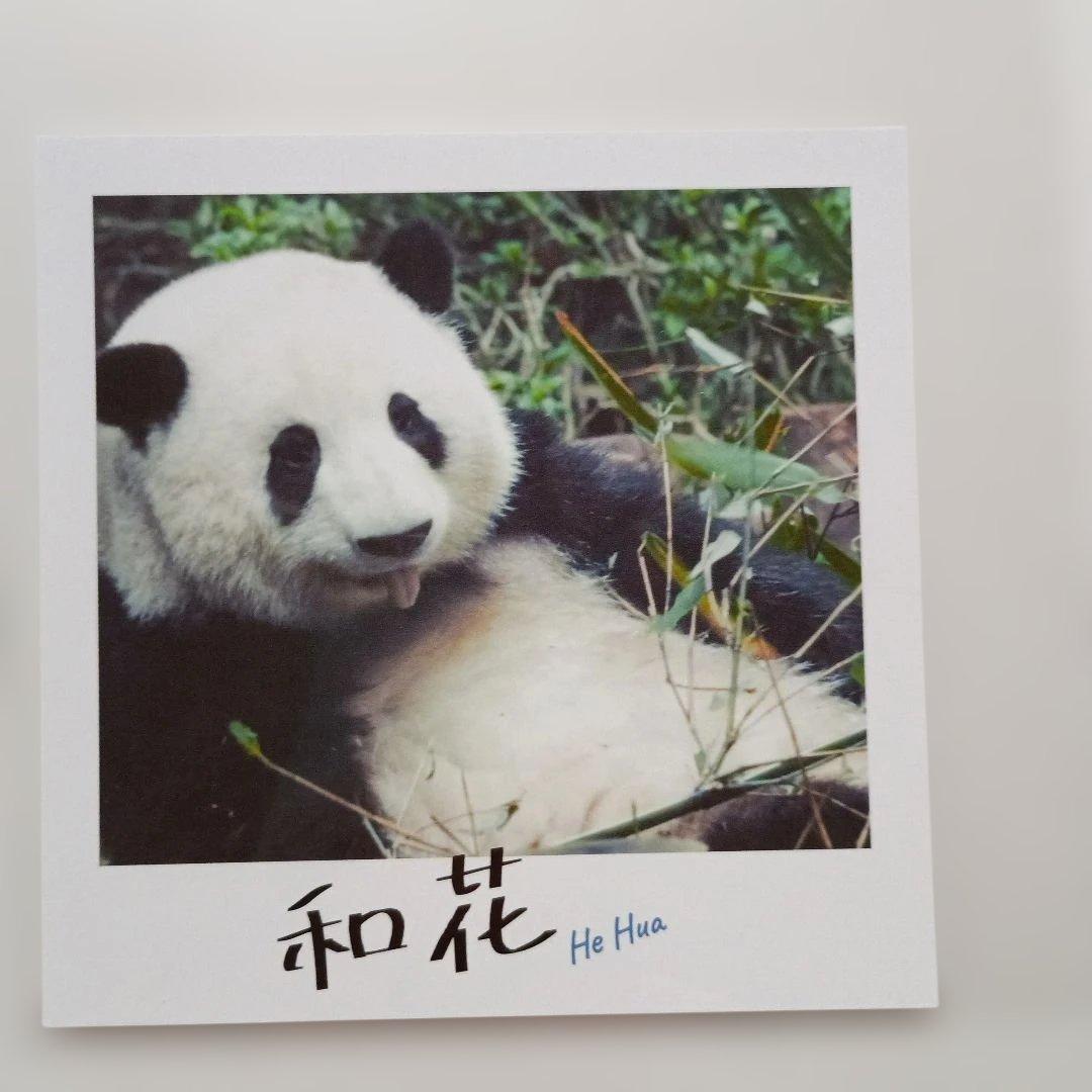 パンダのすごい世界 入場者特典チェキ風カード 和花 ホーファ 花花